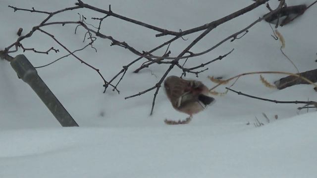 По всем прогнозам, у нас идет снег/18.11.19г/Хабаровский кр смотреть онлайн