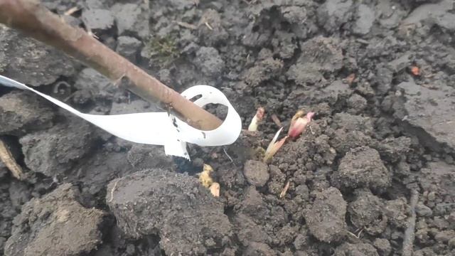 Распаковка интернет заказа саженцев смотреть онлайн