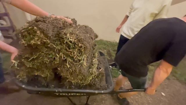 COMO PLANTAR CESPED sin saber NADA sobre césped смотреть онлайн