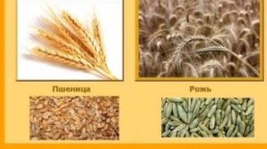 Рукина Е.Ю. занятие на тему «Откуда к нам пришёл хлеб»