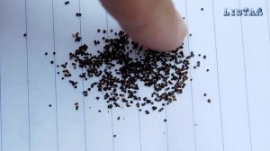 Чабрец тимьян на клумбе. Уход выращивание посев посадка тимьяна чабреца