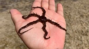 Морские звезды Красного моря. Отдых с детьми в Египте. Туры, отели. сайт oksana.travel