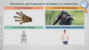 Биология 11 класс (Урок№11 - Ближайшие "родственники" чел. среди животных. Этапы эволюции приматов.