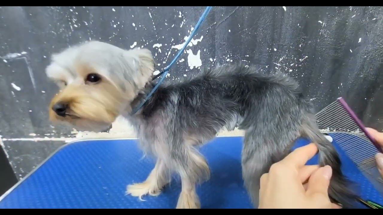 Стрижка щенка Йорка смотреть онлайн