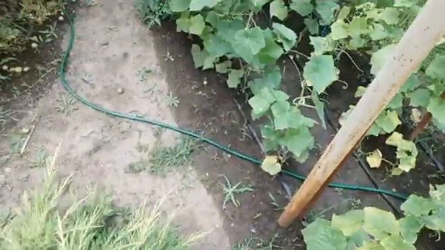 Ассорти. Виноград созрел. Помидоры очень вкусные смотреть онлайн