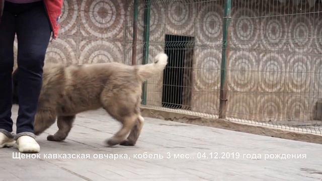 Щенок кавказская овчарка, кобель 3 мес. www.r-risk.ru +79262205603 Татьяна Ягодкина смотреть онлайн