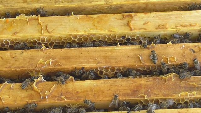 Установка магазинов. Результаты расширения вошиной. Ждем мед. смотреть онлайн