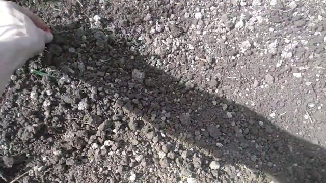 Чопка и компания: Как правильно сажать севок! смотреть онлайн