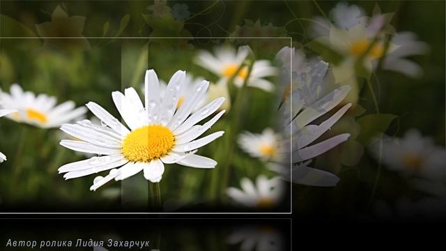 С Днём Рождения Женщине /Поздравление Женщине/Супер песня /А я несу тебе цветы.Владимир Ждамиров смотреть онлайн