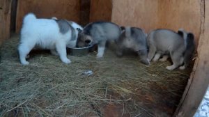 Щенки ЗСЛ растут...