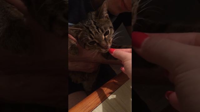This cat eat sweets. Кот ест чак-чак смотреть онлайн