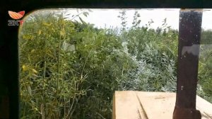 Мелиоративная борона ZKT-3200М-1 в работе