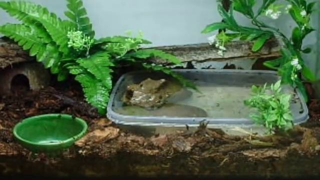 Crocodile Skink - Tribolonotus gracile смотреть онлайн