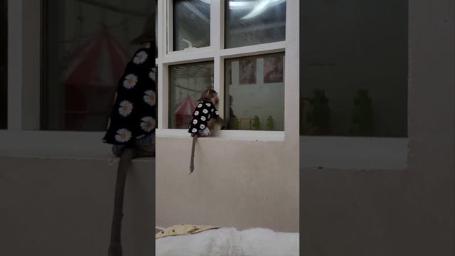 Переговоры через окно, маму поцеловала, Никиту обругала, папу увидела -полный памперс !🤣 смотреть онлайн