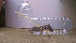 Самая простая крысоловка из бутылки