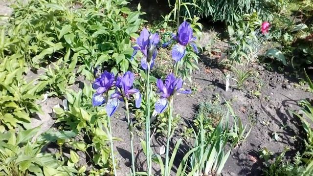 Клематис лесной,герани садовые,ирис Японский и Сибирский май 2018 # мой сад # герани садовые# ирисы смотреть онлайн