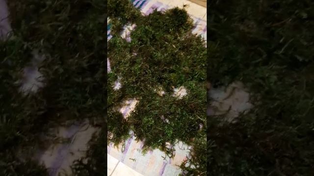 Как вывести насекомых с лесного мха сфагнум. смотреть онлайн