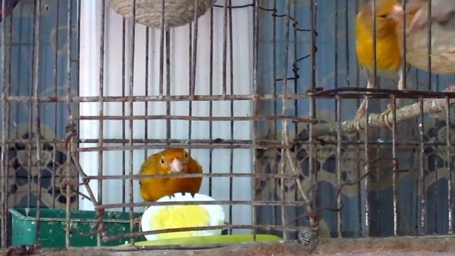 Молодой Канарейка 1 месяц сами уже кушает смотреть онлайн