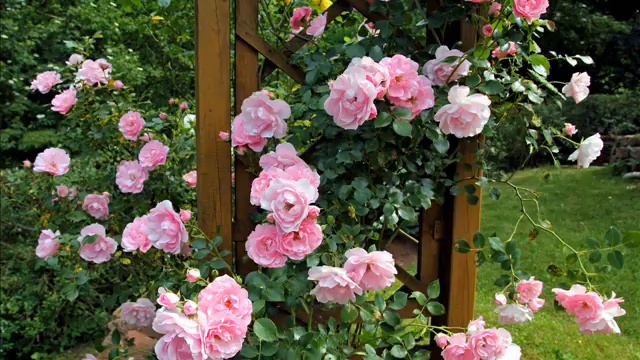 ► 8 Beautiful Rose Garden Wallpaper + Screensaver Images / Rose Flower Picture Gallery ◄ смотреть онлайн