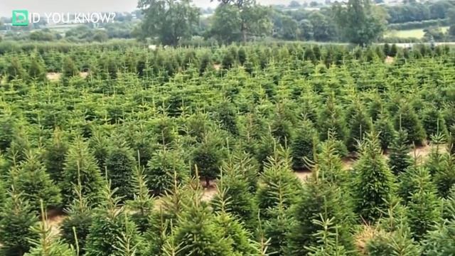 Farmer Plants Thousands of Oak Trees to Honor Late Wife. 17 Years Later, Aerial Photo Finds Secret смотреть онлайн