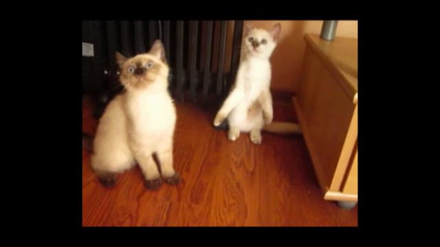 Продаются веселые Британские и Шотландские котята! смотреть онлайн