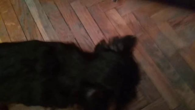 Живот болит у собаки