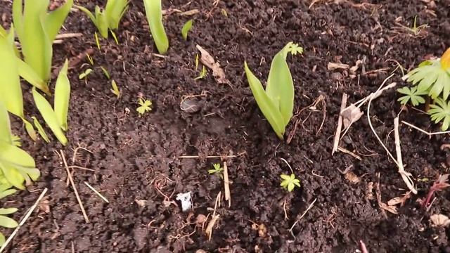 Время крокусов / Апрель в саду / Алёнин сад смотреть онлайн