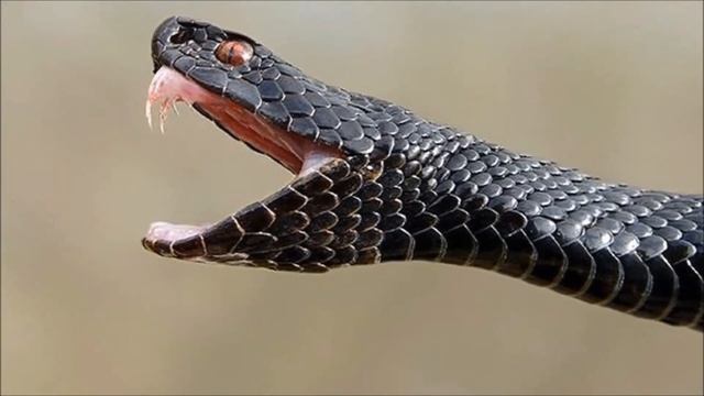 Топ 10 самых опасных змей смотреть онлайн