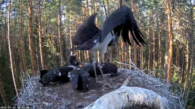 Must-toonekurg::Ciconia nigra 22.7. (18.13 ) K2 : ,, Look, how I jump and flap my wings " ? смотреть онлайн