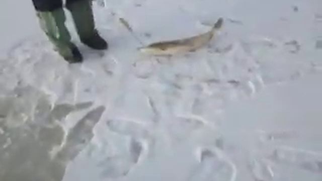 Большая щука на жерлицу смотреть онлайн