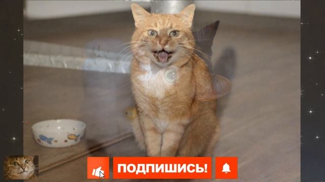 Хитрые Мурлыки. Как Кошки МАНИПУЛИРУЮТ ЛЮДЬМИ с Помощью Мурлыканья смотреть онлайн