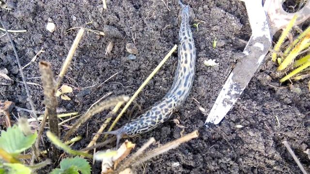 Огромный слизняк!!! Тигровый слизень - милое чудовище. смотреть онлайн