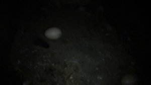 Индоутки занеслись в январе. Первое яйцо.