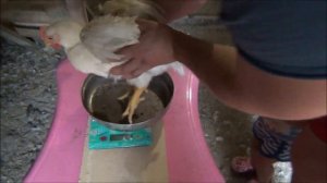 цветной бройлер XL 757 отзыв, ВЕС,возраст 38 дней,вывод  с Французского яйца,наш опыт