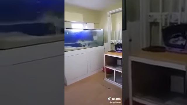 Кот решил полакомиться рыбкой из аквариума, но что то пошло не так смотреть онлайн