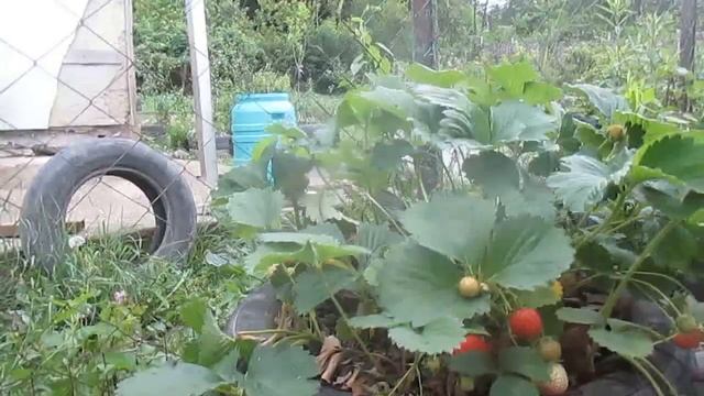 Самый урожайный и крупный у меня сорт садовой земляники. Чамора таруса. смотреть онлайн