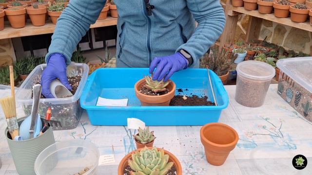 Echeveria Agavoide Ebony🌵| Cambio de tiesto y sus cuidados смотреть онлайн