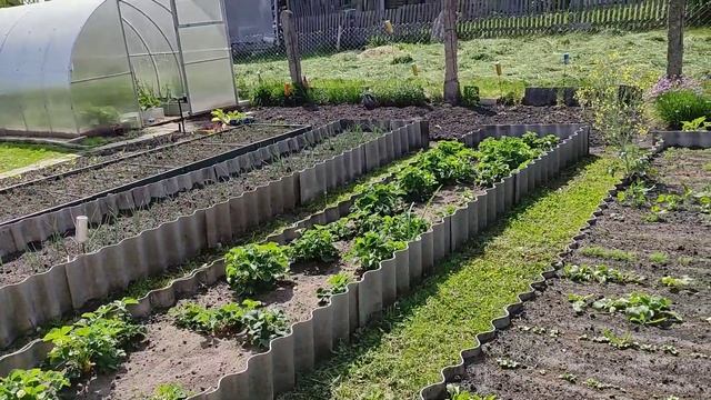 1.06.23. Медведка съела сальвию. Пробую первый огурчик нового сорта. Много цветов в день ??? смотреть онлайн