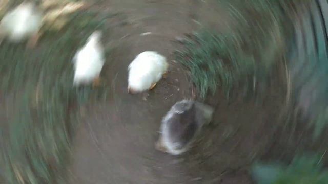 Новый вывод гусят