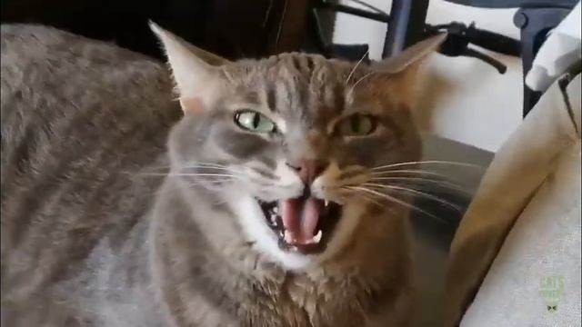 Коты поют песню Деспасито! смотреть онлайн