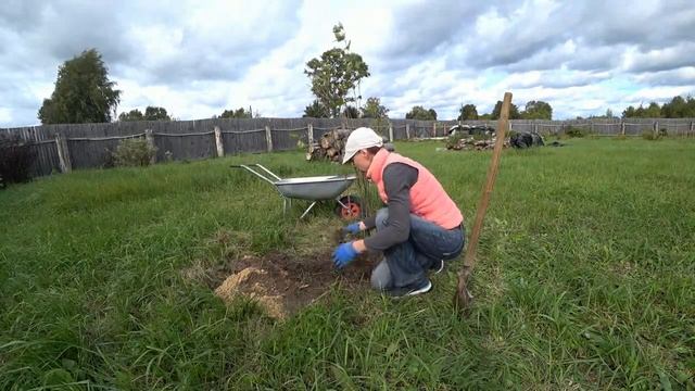 Осенняя посадка сирени. Как уменьшить корневую поросль! смотреть онлайн