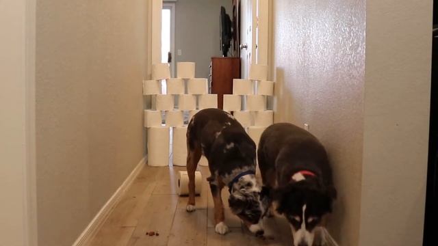 My Dogs React to the Toilet Paper Challenge смотреть онлайн