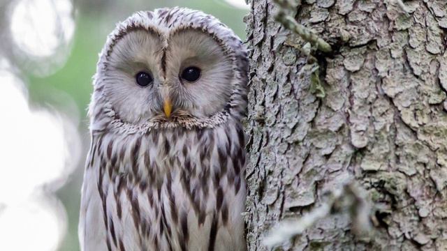 Relaxing Owl Sound Stress Free (106 mins) смотреть онлайн