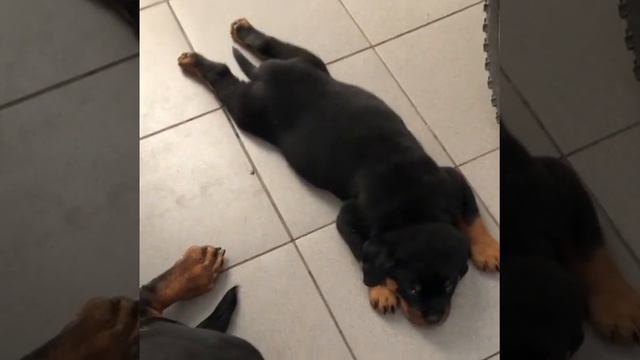 Щенок Ротвейлера смотреть онлайн