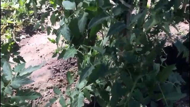 Почему для томатов так важна подвязка?.. смотреть онлайн