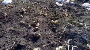 Картофелекопалка веерная. Плюсы и минусы.