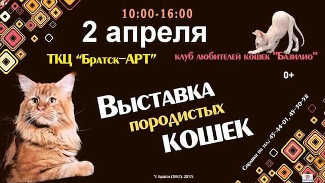 Выставка кошек смотреть онлайн