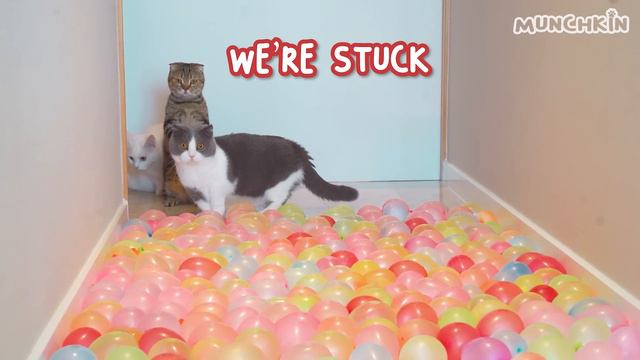 Can Cats Walk On Water Balloon Floor? смотреть онлайн