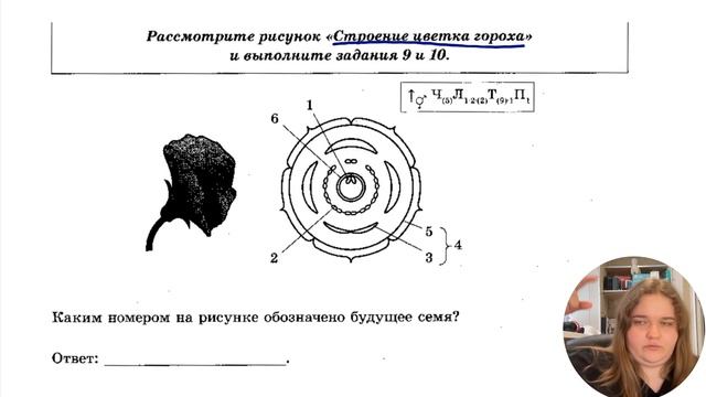 ФОРМУЛЫ И ДИАГРАММЫ ЦВЕТКА ДЛЯ ЕГЭ ПО БИО. Поясняю, что конкретно нужно знать смотреть онлайн