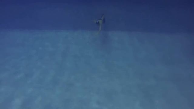 Cын Илья на задержке дыхания 40м под водой в бассейне у Морганов смотреть онлайн